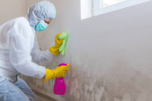 Best Biohazard Mold Removal  in Rolling Hills Estates, CA